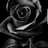 bebba_1